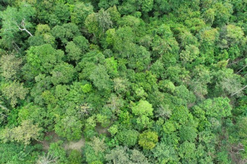 Aerial image, taken by the drone, of the Kaboi Lake restoration site in Sabah, Malaysia, studied for the research.